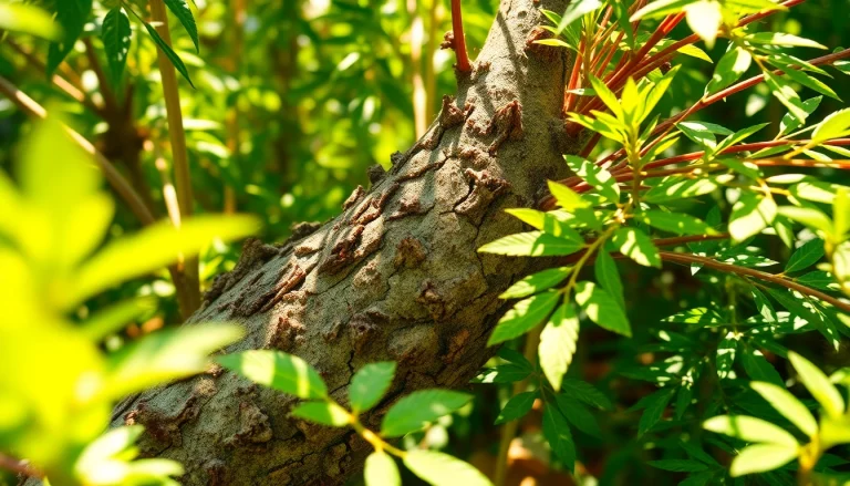 Learn how to get dmt naturally through the Mimosa hostilis plant in this detailed illustration.